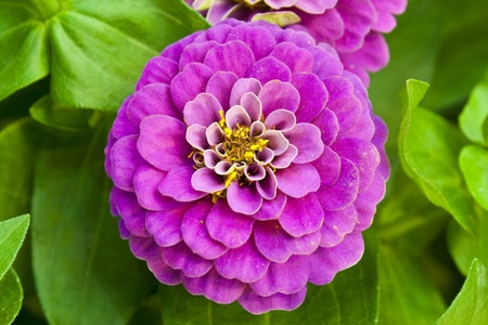 zinnia elegans jacq.の写真素材
