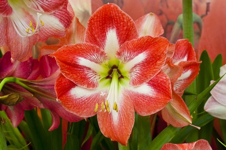 amaryllis hippeastrum hybridの写真素材