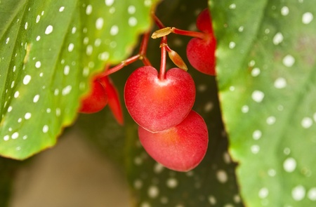 begonia flower in heart form (young stage)の写真素材