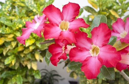 impala lily   Adenium obesum Balf   の写真素材