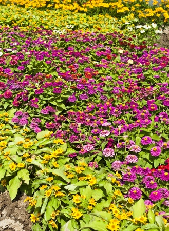 little yellow star and zinnia flowers in flower gardenの写真素材