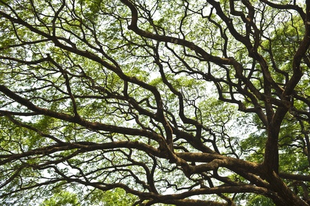 nature design of a big and old treeの写真素材