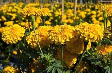 yellow marigold flower in gardenの写真素材