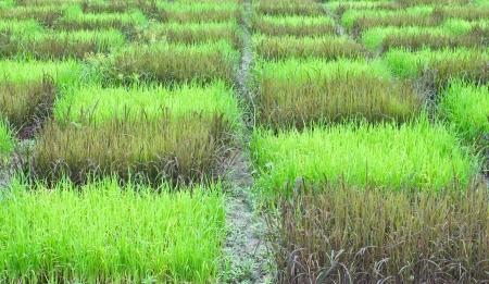 checked design of paddy field  between  black sticky rice or purple rice  dark colour  and thai jusmine rice or thai hom mali  green colourの写真素材