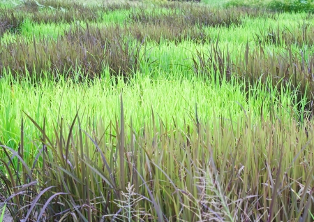 checked design of paddy field  between  black sticky rice or purple rice  dark color  and thai jasmine rice or thai hom mali  green colorの写真素材