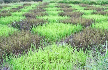 checked design of paddy field  between  black sticky rice or purple rice  dark color  and thai jasmine rice or thai hom mali  green colorの写真素材
