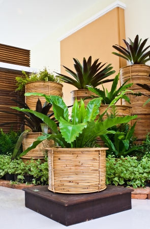 indoor fern garden for room corner decorationの写真素材