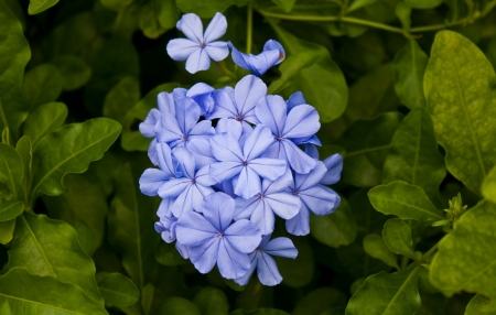 plumbago flower (leadworth flower)