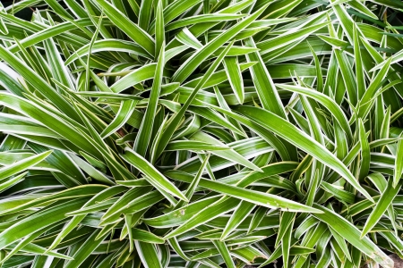 background of green leaf