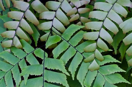 fern leaf backgroundの写真素材
