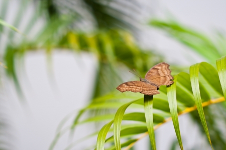 brown butterflyの写真素材