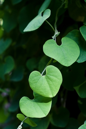 green leaf backgroundの写真素材