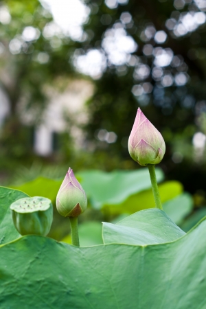 lotus  water lily flower の写真素材