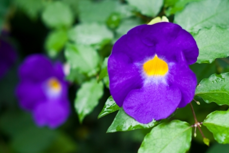 Thunbergia flower  bush cockvine の写真素材