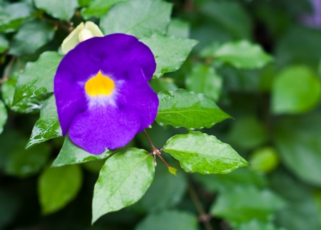 Thunbergia flower  bush cockvine の写真素材