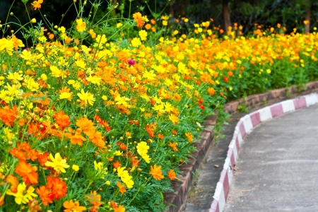 parterre of cosmos flowerの写真素材