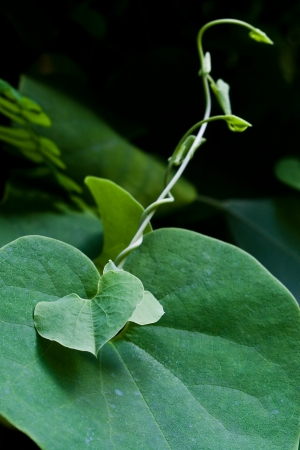 heart form of green leaf の写真素材