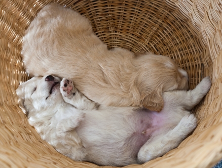 puppy dog sleeping in basketの写真素材
