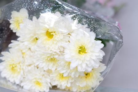 white chrysanthemumsの写真素材