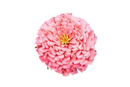 isolated pink zinnia flower on white background WITH PATHの写真素材