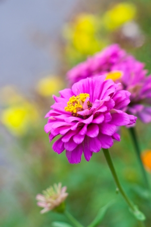 pink zinnia flowerの写真素材