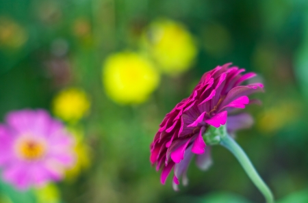 pink zinnia flowerの写真素材