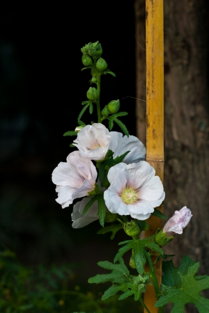 white hollyhock flowerの写真素材