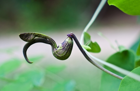 gaping dutchman's pipe flower  (Aristolochia ringens Vahl.)の写真素材