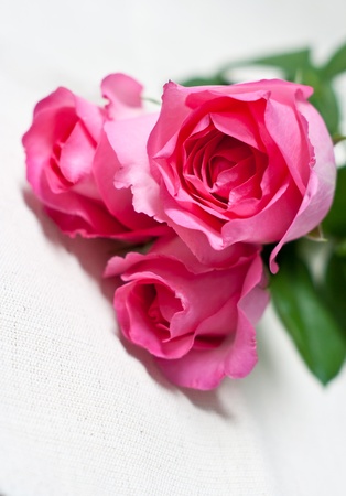 pink roseの写真素材