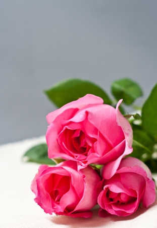 pink roseの写真素材