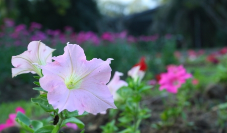 pink petunia flowerの写真素材
