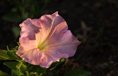 pink petunia flower in evening sunshineの写真素材