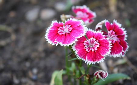 dianthus flowerの写真素材