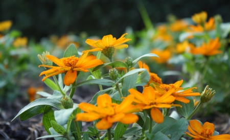 moonlight gold zinnia flowerの写真素材