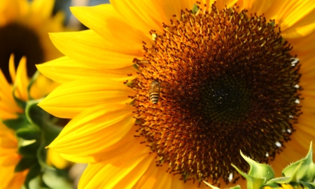 sunflower in gardenの写真素材