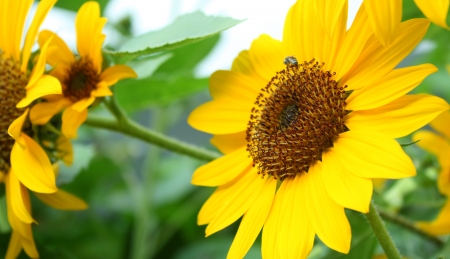 sunflower in gardenの写真素材