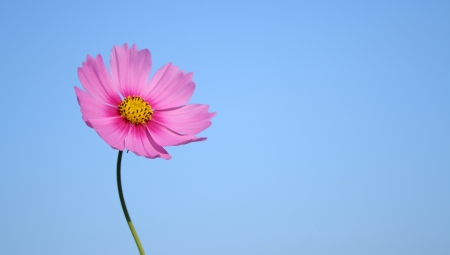 pink cosmos flowerの写真素材