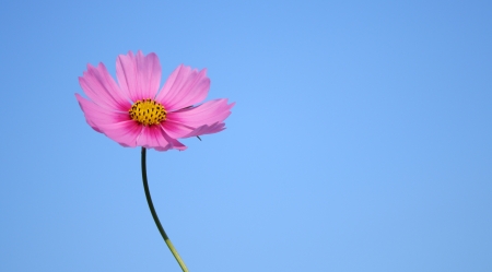 pink cosmos flowerの写真素材