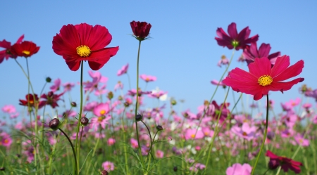 cosmos flowerの写真素材