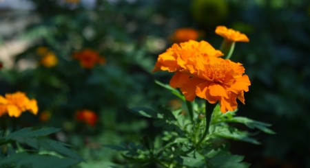 marigold flower