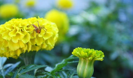 yellow marigold flower with a little spiderの写真素材