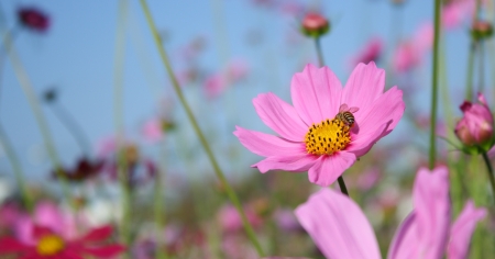 pink cosmos flowerの写真素材