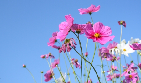 pink cosmos flowerの写真素材