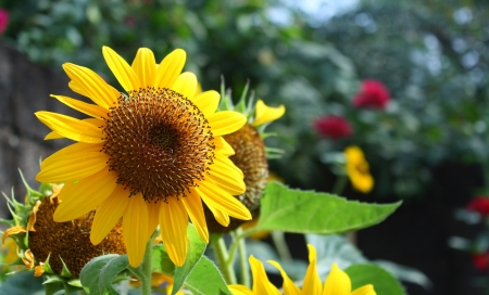 sunflower in gardenの写真素材