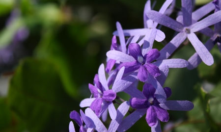 queen s wreath vine flower  purple wreath flower,sandpaper vine flower,Petrea volubilis  Linn  の写真素材
