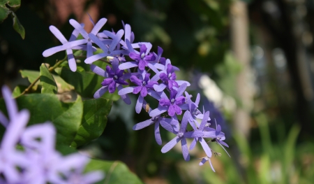 queen s wreath vine flower  purple wreath flower,sandpaper vine flower,Petrea volubilis  Linn  の写真素材