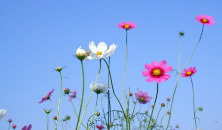 cosmos flower の写真素材