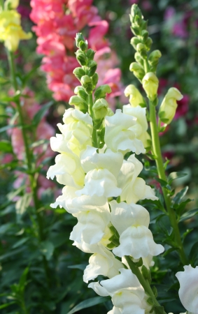 snapdragon flowerの写真素材