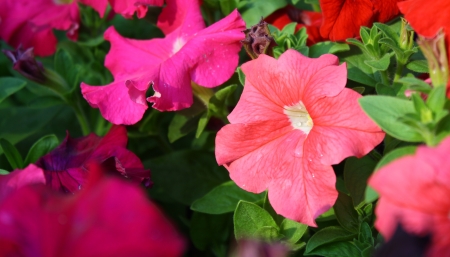 petunia flowerの写真素材