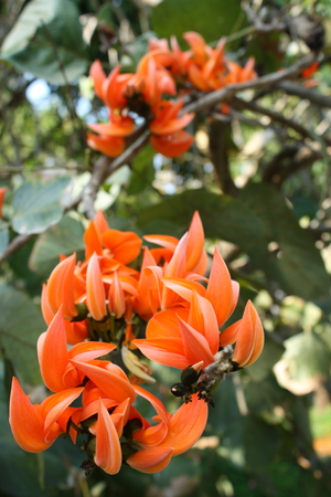 Flame of the Forest flowerの写真素材